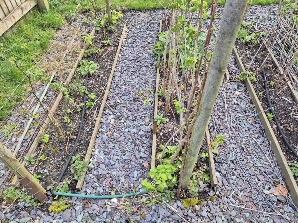 Drip irrigation line watering raspberry canes in a UK garden