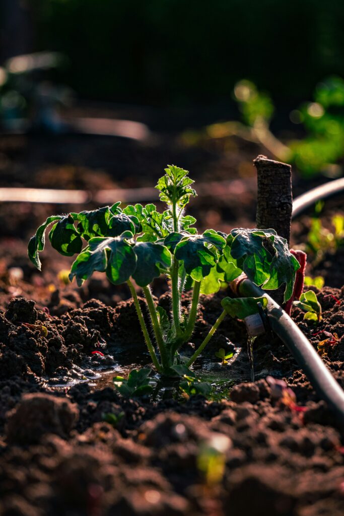 Drip irrigation system UK watering a young plant in a UK garden