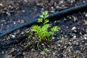 Drip irrigation system UK garden watering a young vegetable seedling