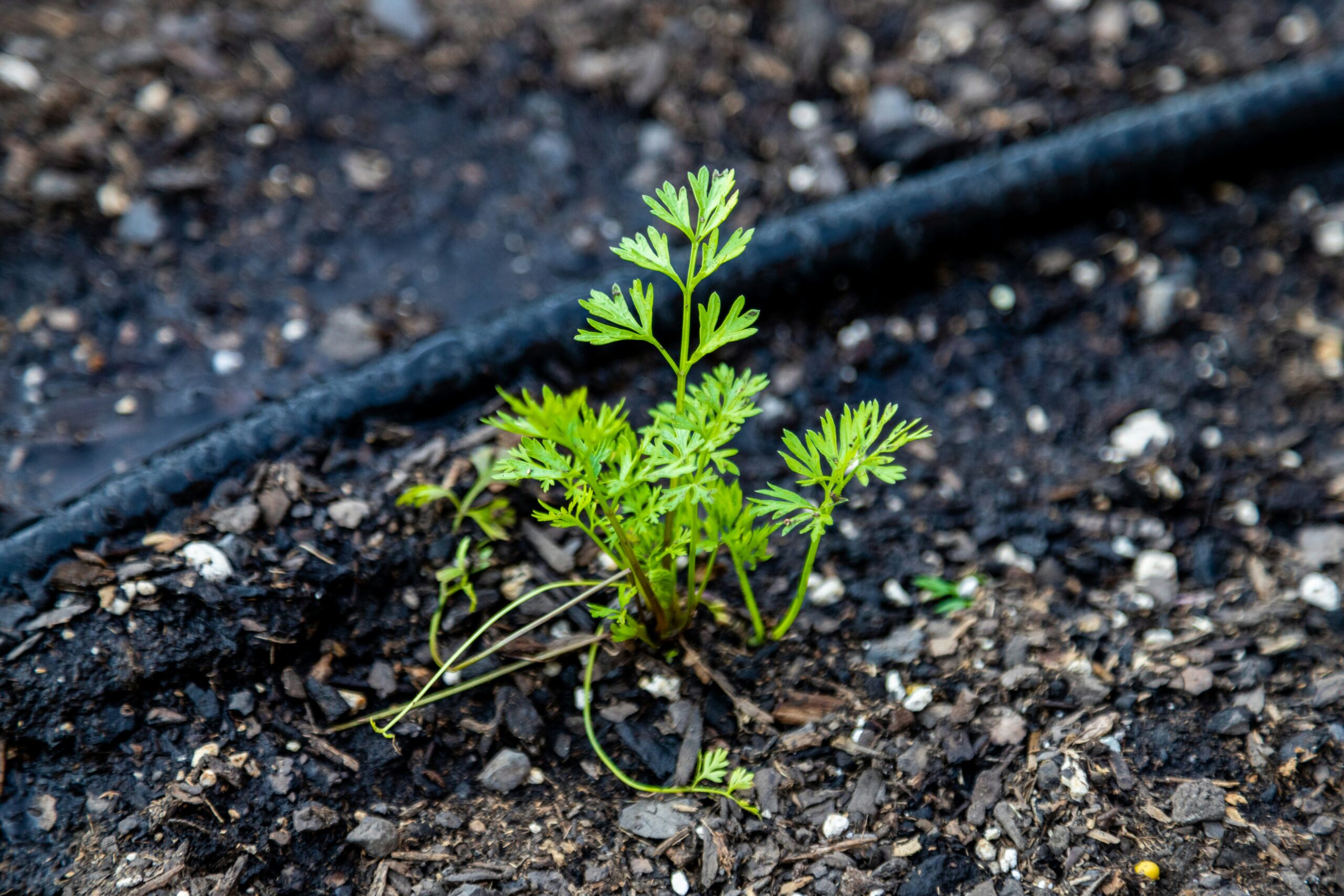 Drip irrigation system UK garden watering a young vegetable seedling