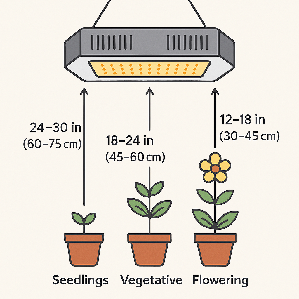 Grow lights distance chart showing seedlings, vegetative and flowering plants under LED grow lights with correct heights in inches and cm.