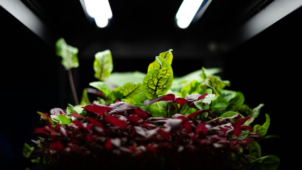 Indoor plants under LED grow lights showing correct setup for grow lights distance UK guide 2025.