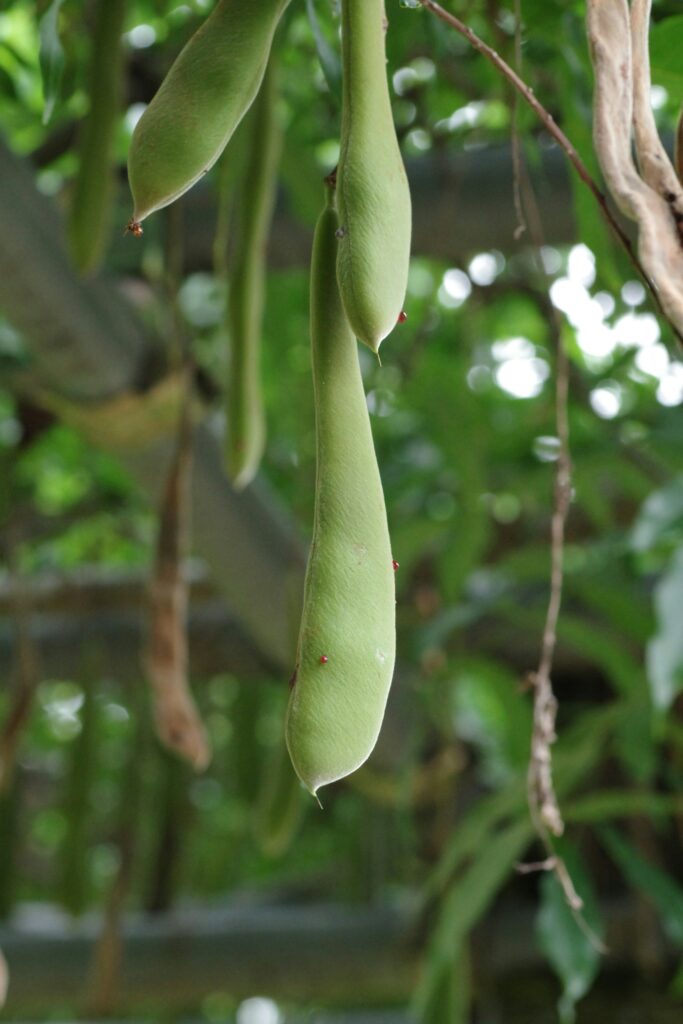 Close-up of green bean pods hanging from the plant, suitable for indoor bucket growing