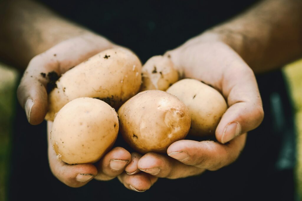 Freshly harvested potatoes held in hands, grown in buckets indoors.