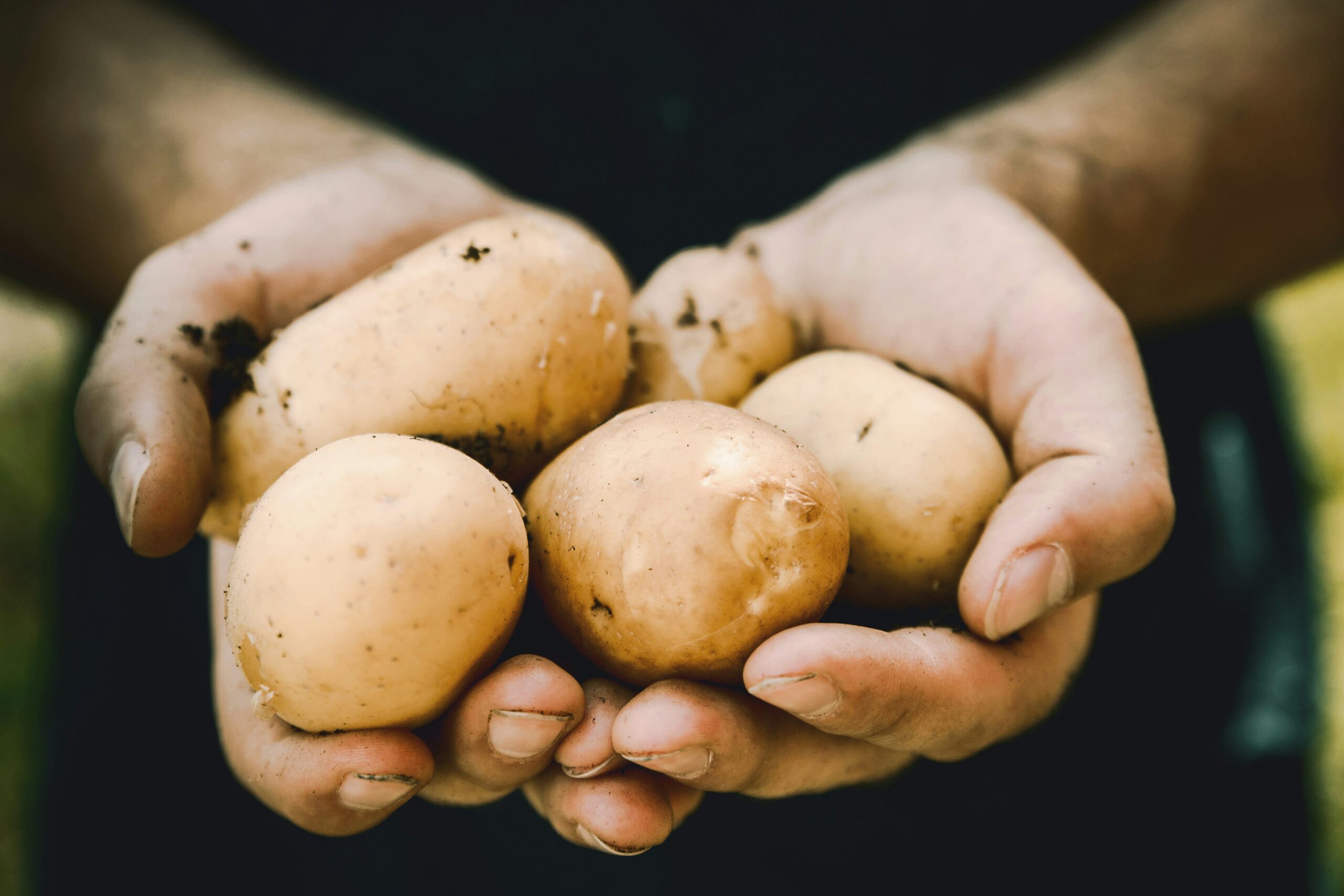 Freshly harvested potatoes held in hands, grown in buckets indoors.