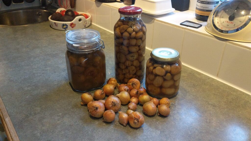 Pickled onions preserved without a fridge or freezer.  An example of food preservation UK.