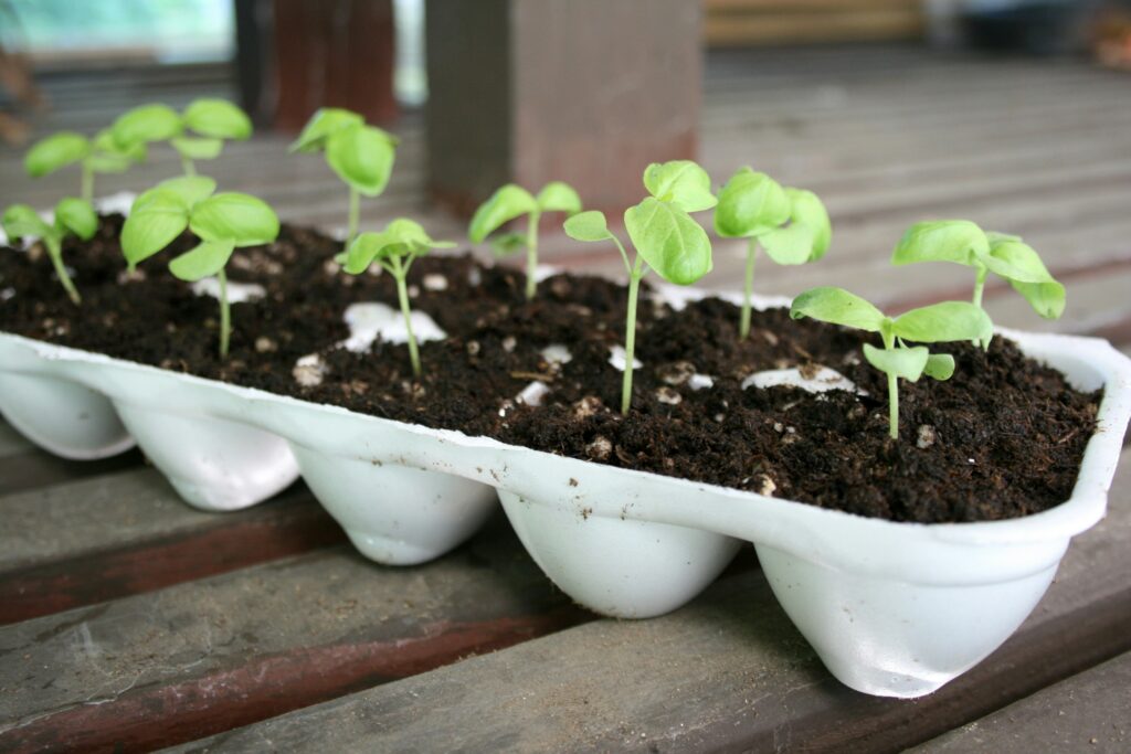 Seedlings growing in seed-starting mix – best soil for growing food indoors in the UK