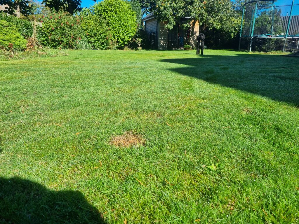 Lawn after cutting with Worx WG737E review (2025) – freshly mown grass in UK garden