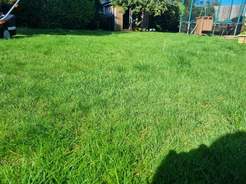 Lawn before cutting with Worx WG737E cordless mower – long grass in UK garden