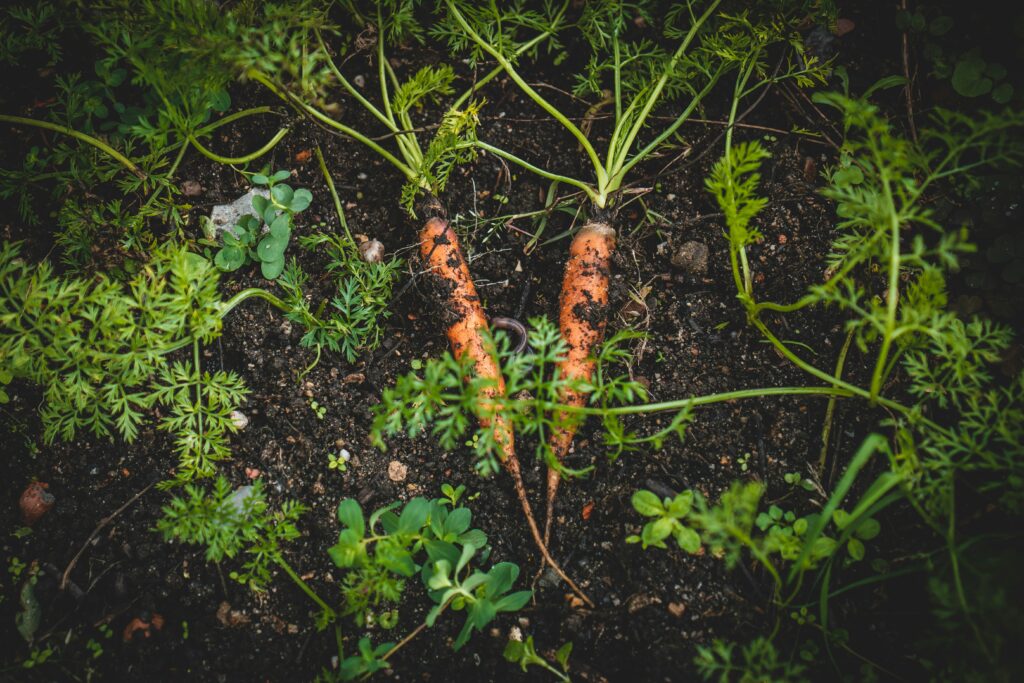 Carrots grown illustrating outdoor growing..