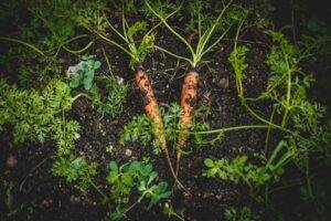 Carrots grown illustrating outdoor gardening.