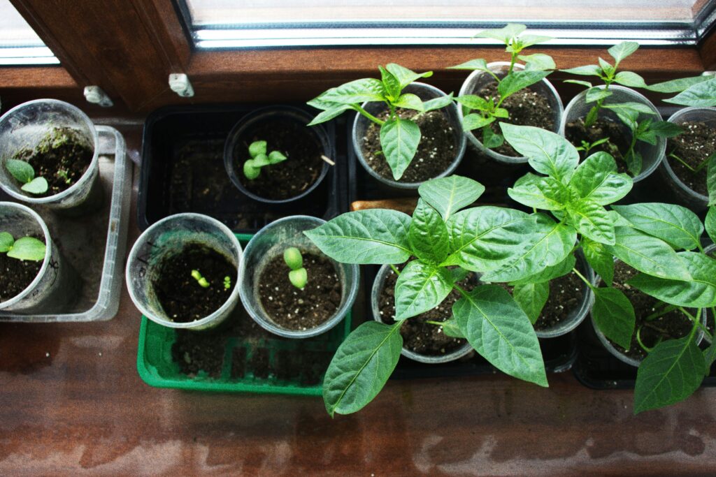 Indoor Growing UK – seedlings and vegetables growing indoors on a windowsill