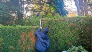 Worx WG252E review – cordless pole hedge trimmer used to trim tall Leylandii hedge in UK garden