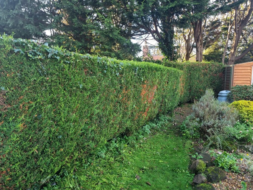 Worx WG252E review – hedge after trimming with the cordless pole hedge trimmer in a UK garden