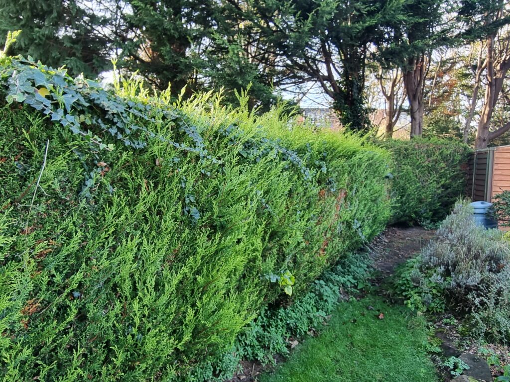 Worx WG252E review – overgrown Leylandii hedge before trimming with cordless pole hedge trimmer in UK garden