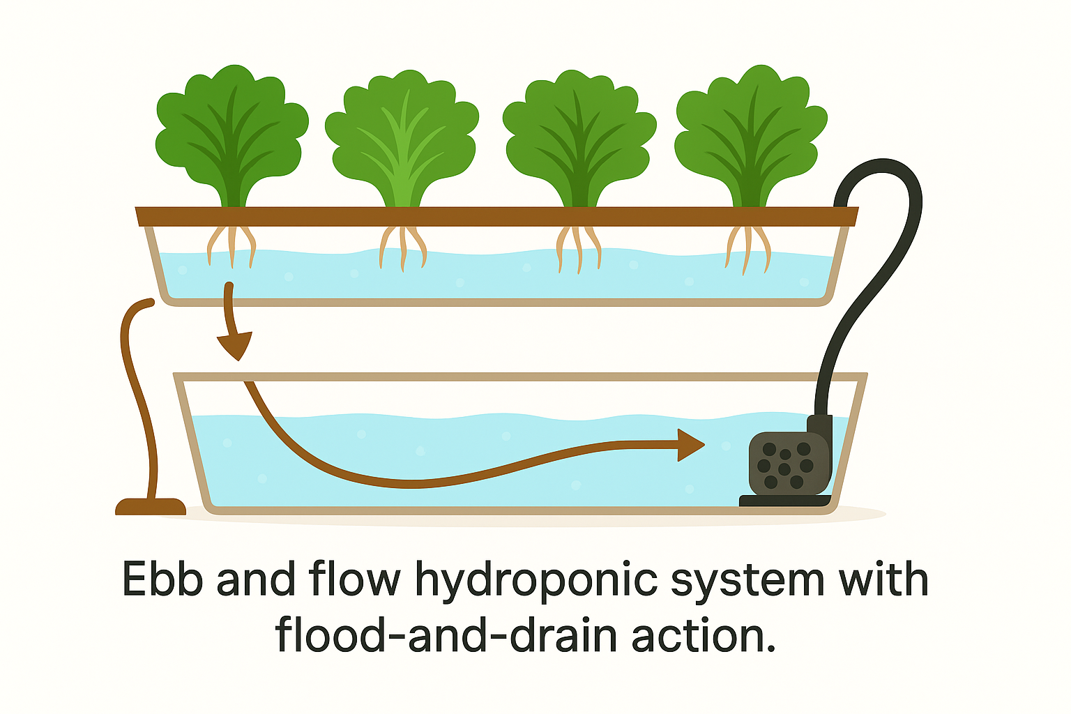 Illustration of an ebb and flow hydroponic system with reservoir, pump, and flood-and-drain action.