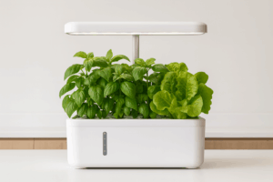 Indoor hydroponic pod system growing basil and lettuce – example used to show how to grow with hydroponics.