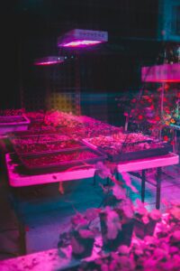 Indoor plants grown under red and blue grow lights in a UK home growing setup