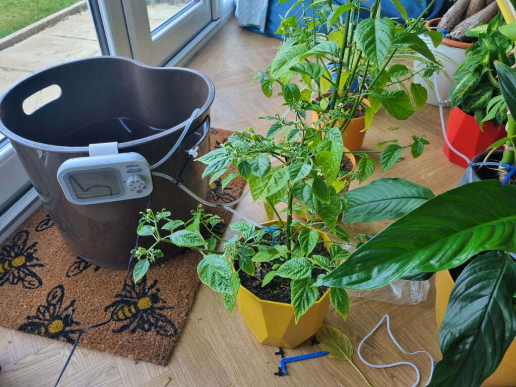 Indoor drip irrigation device hanging off the side of a water bucket, with tubing feeding multiple houseplants