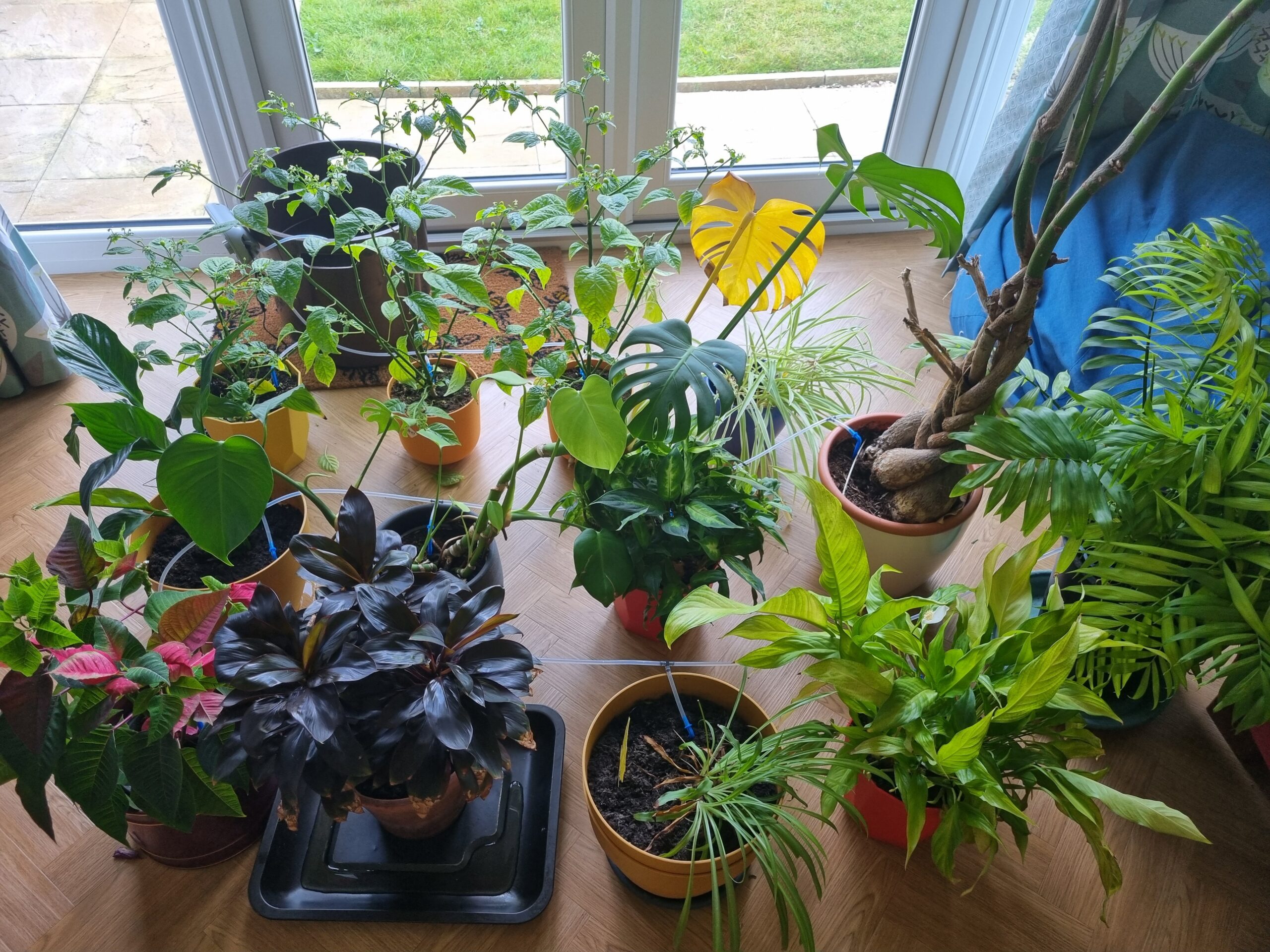 Indoor drip irrigation setup keeping multiple houseplants watered while away in summer
