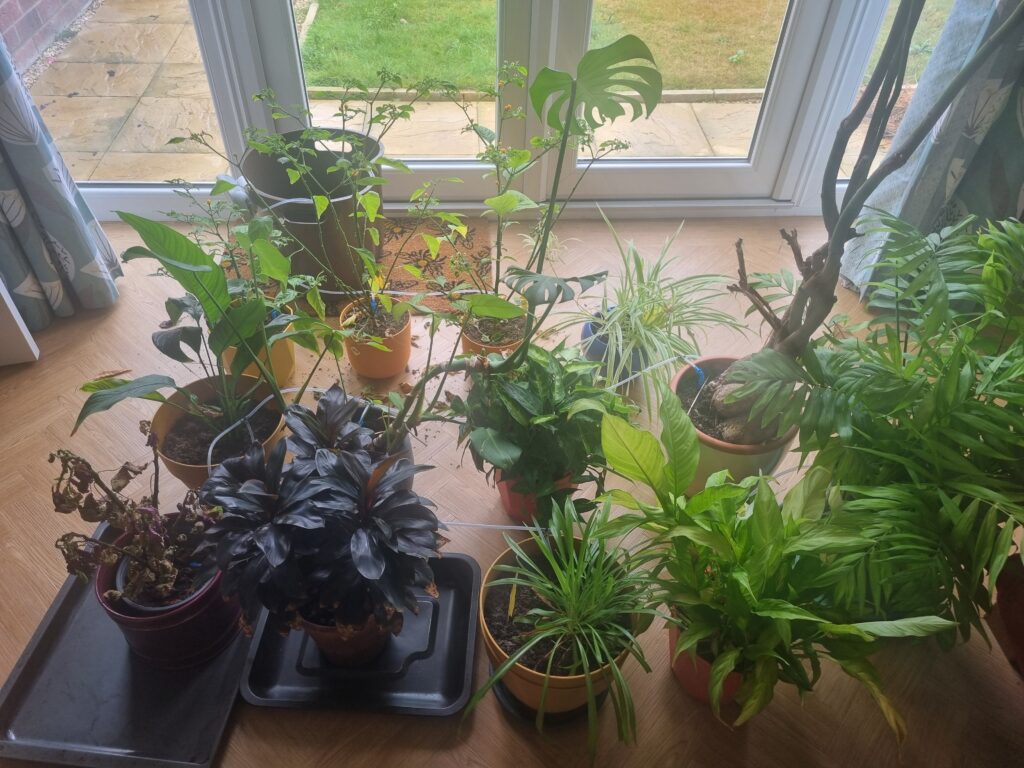 Indoor houseplants after 22 days using indoor drip irrigation, with only a poinsettia showing failure