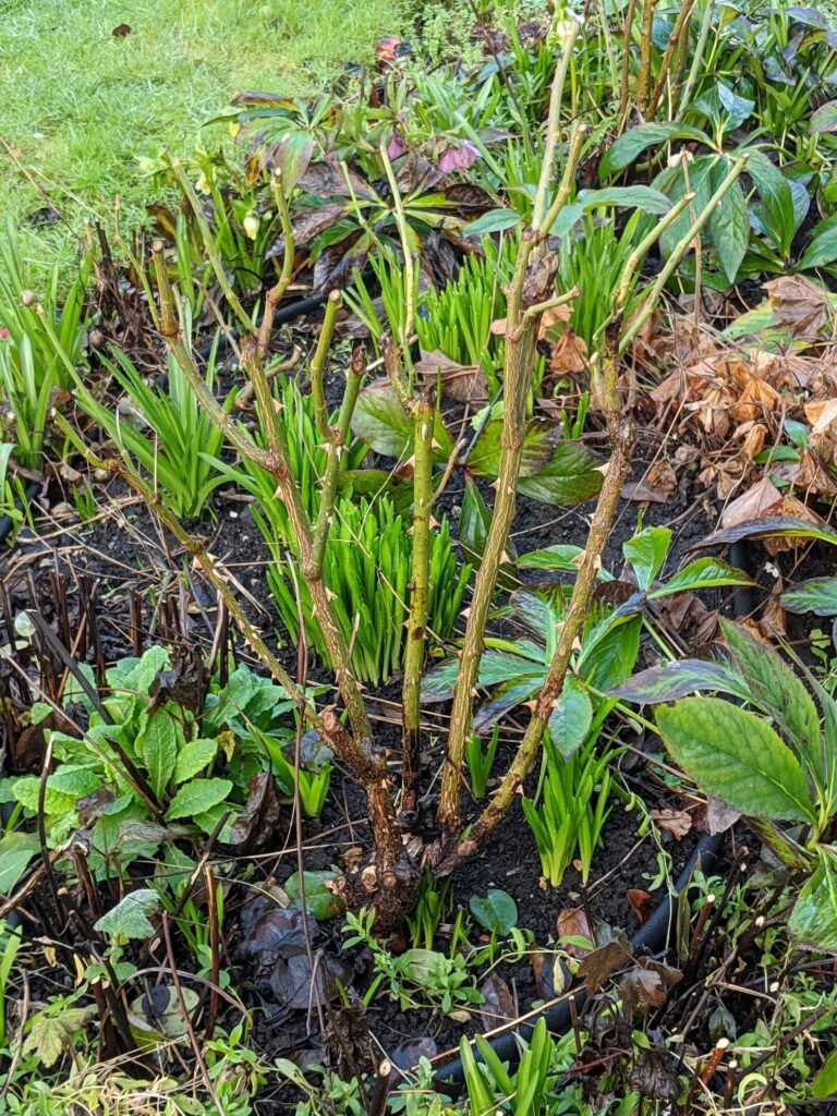 Winter pruning of roses with deadwood removed