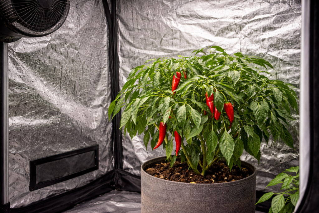 Condensation inside a grow tent showing high humidity around a chilli plant.