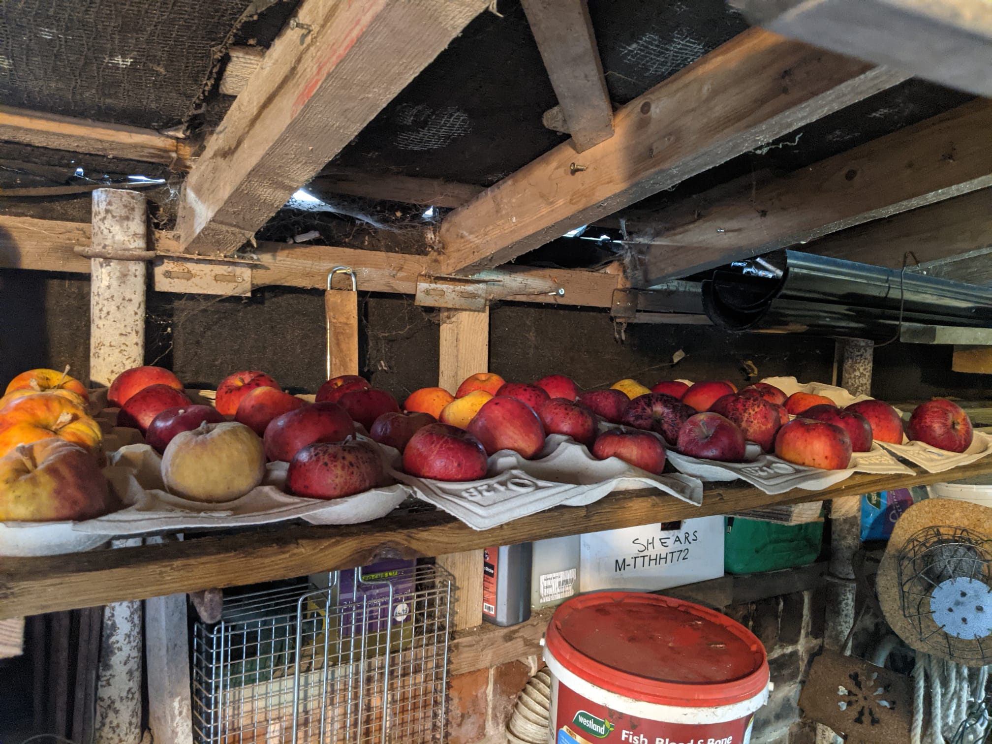 How to store apples in a shed on apple trays over winter (heritage Annie Elizabeth apples).