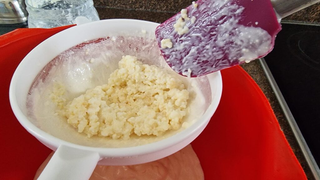 Milk kefir grains remaining in a plastic sieve after straining
