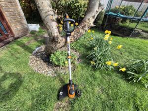 Best cordless strimmers UK – Worx WG163E used for edging around a garden tree and flower bed