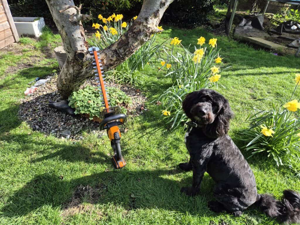 Best cordless hedge trimmer UK used in a garden with spring flowers
