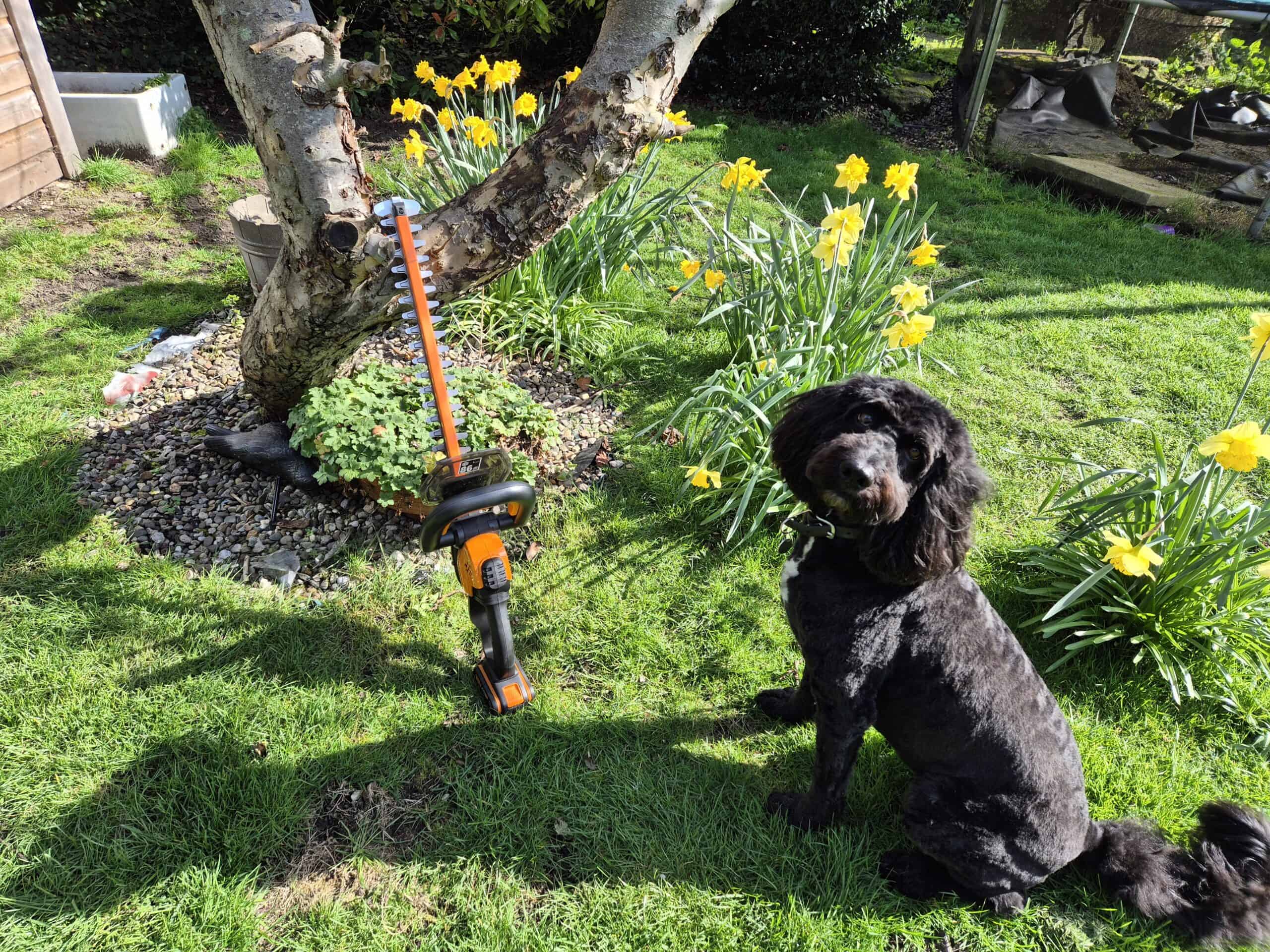 Best cordless hedge trimmer UK used in a garden with spring flowers