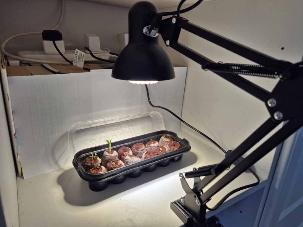 Seedlings growing indoors under a Sansi grow light bulb in early spring