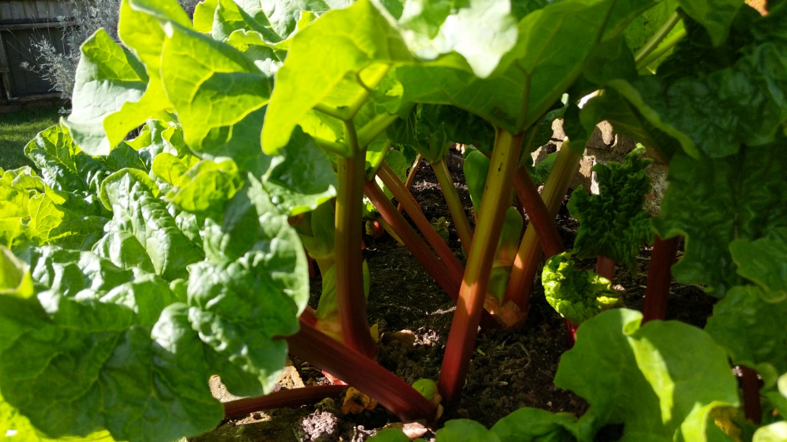 Rhubarb growing in early spring for a guide on what to plant in March in the UK