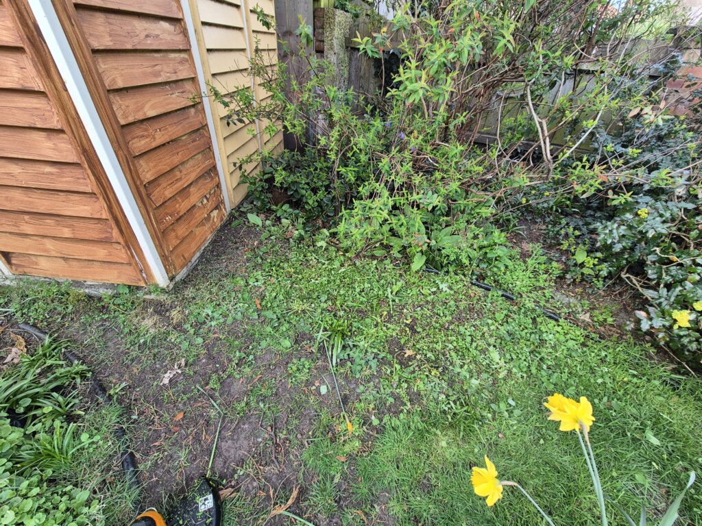 Worx WG163E review – weeds cleared with cordless strimmer in shaded garden area