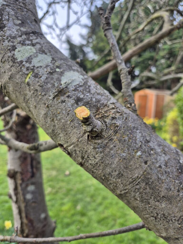 Clean branch cut made with loppers showing smooth finish compared to chainsaw