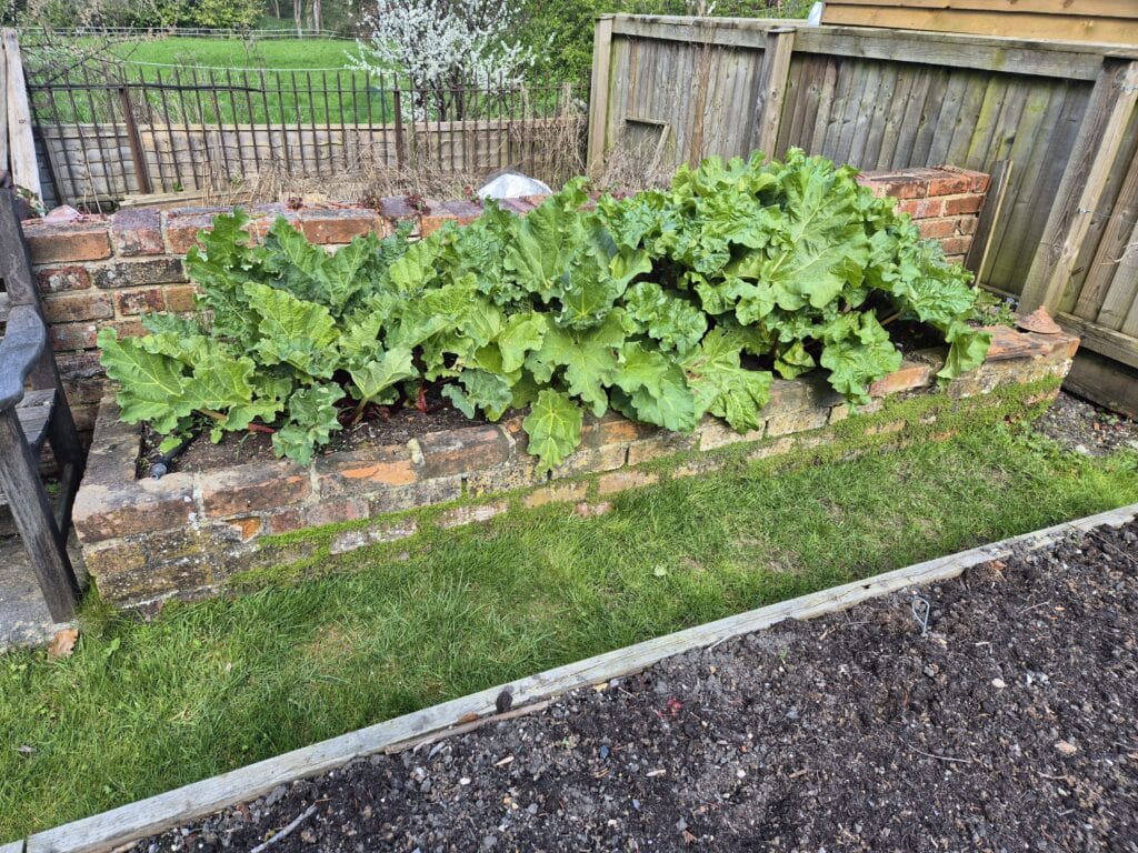 Rhubarb growing in April in a UK garden ready for first harvest