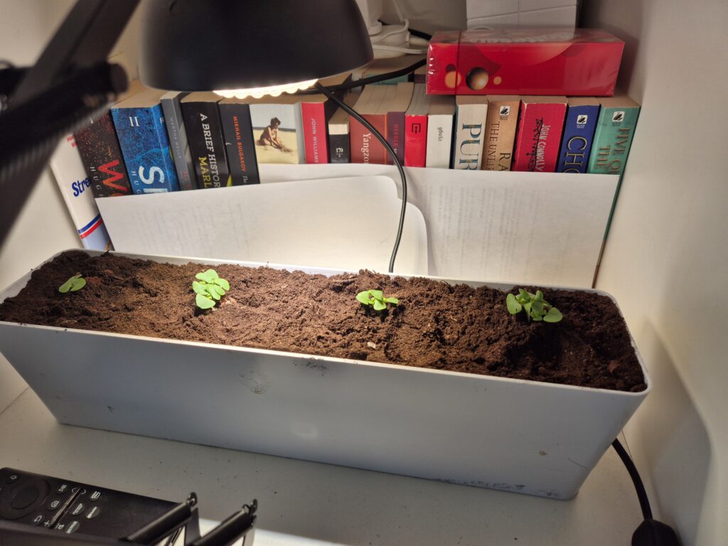 SANSI grow light bulb showing limited light coverage across large seedling tray