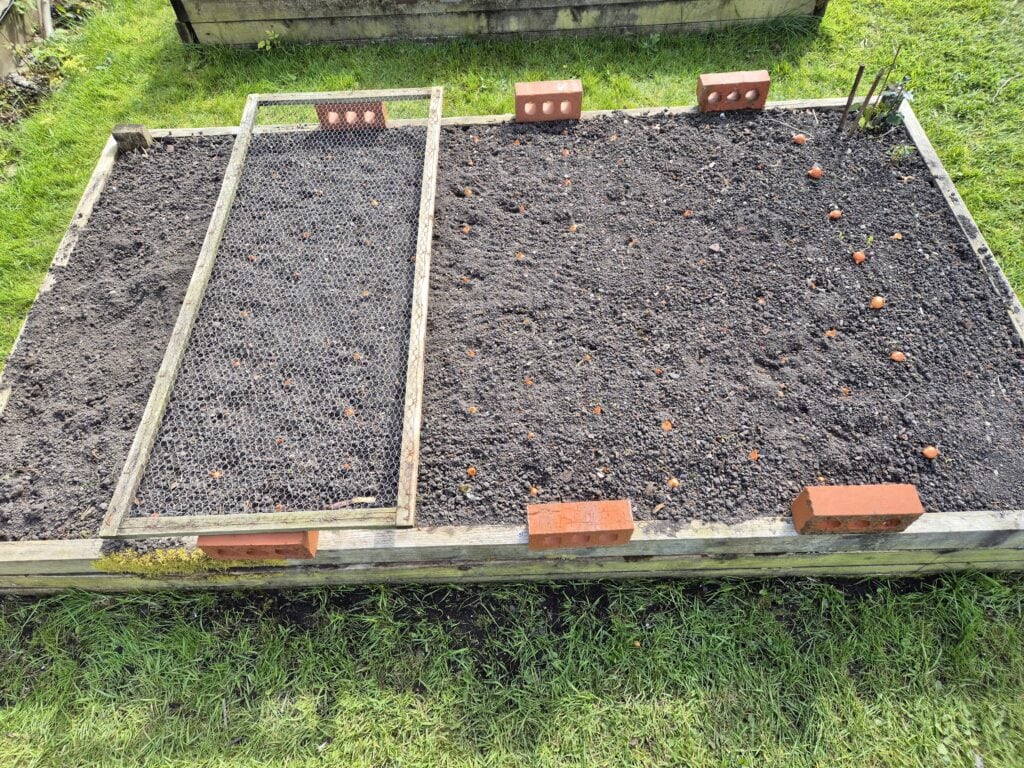 Planting vegetables outdoors in a raised bed showing what to plant in April in the UK
