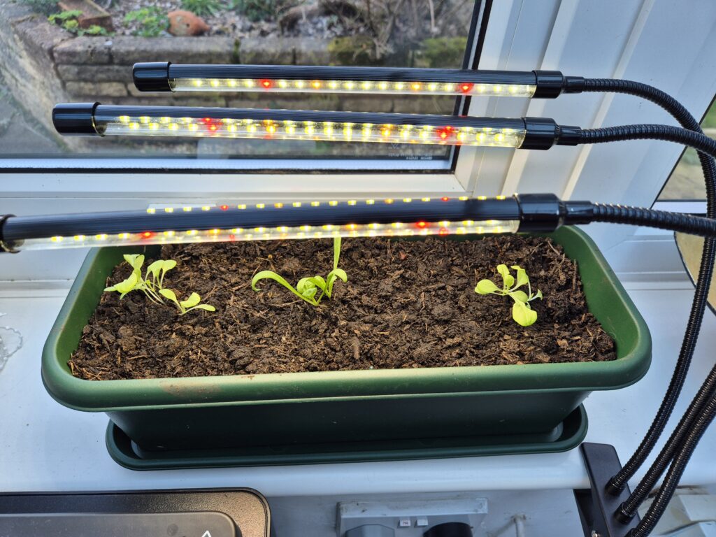 Wolezek gooseneck grow light providing wider coverage over seedling tray