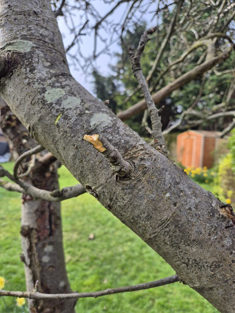 Worx WG324E mini chainsaw rough cut on branch showing splintering