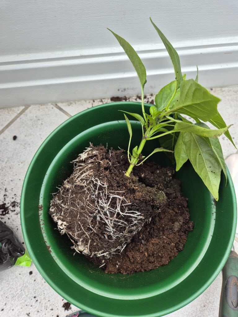 Chilli plant rootbound showing dense roots before repotting into larger pot