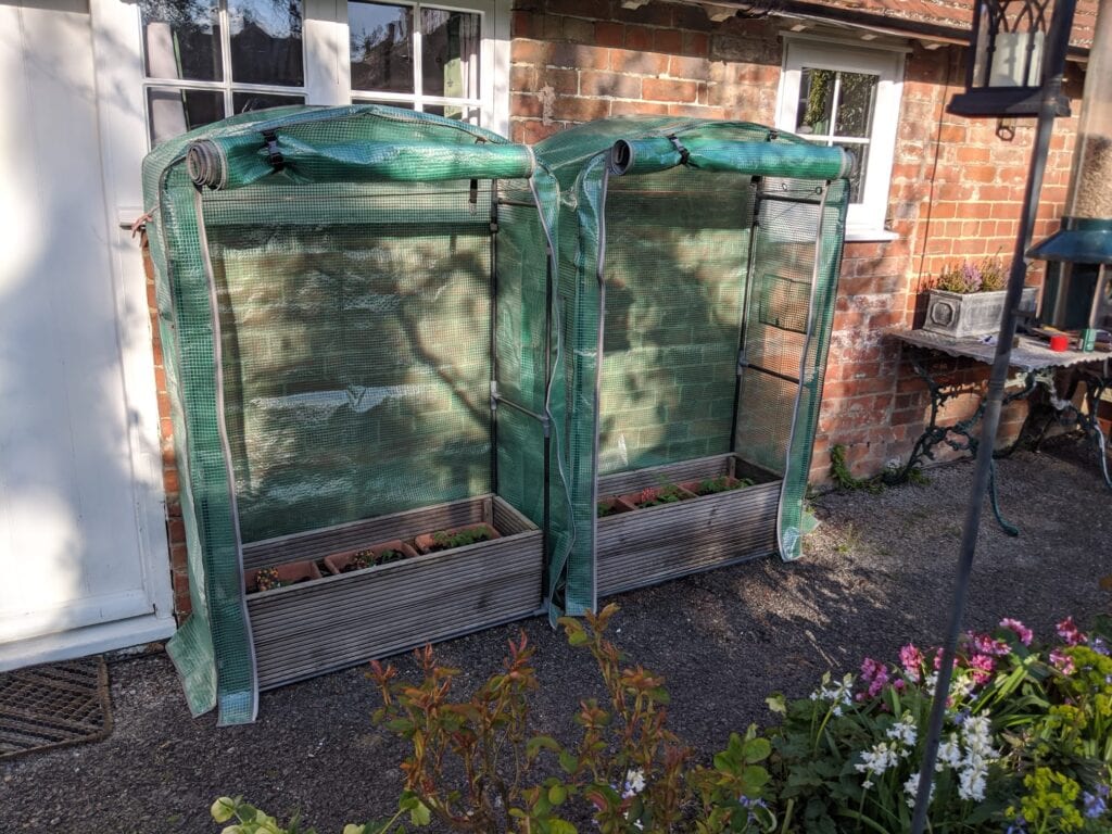 Start tomatoes early in a mini greenhouse in the UK against a brick wall
