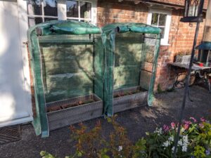 Start tomatoes early in a mini greenhouse in the UK against a brick wall