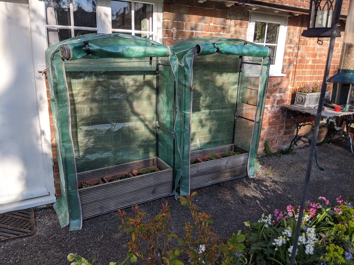 Start tomatoes early in a mini greenhouse in the UK against a brick wall