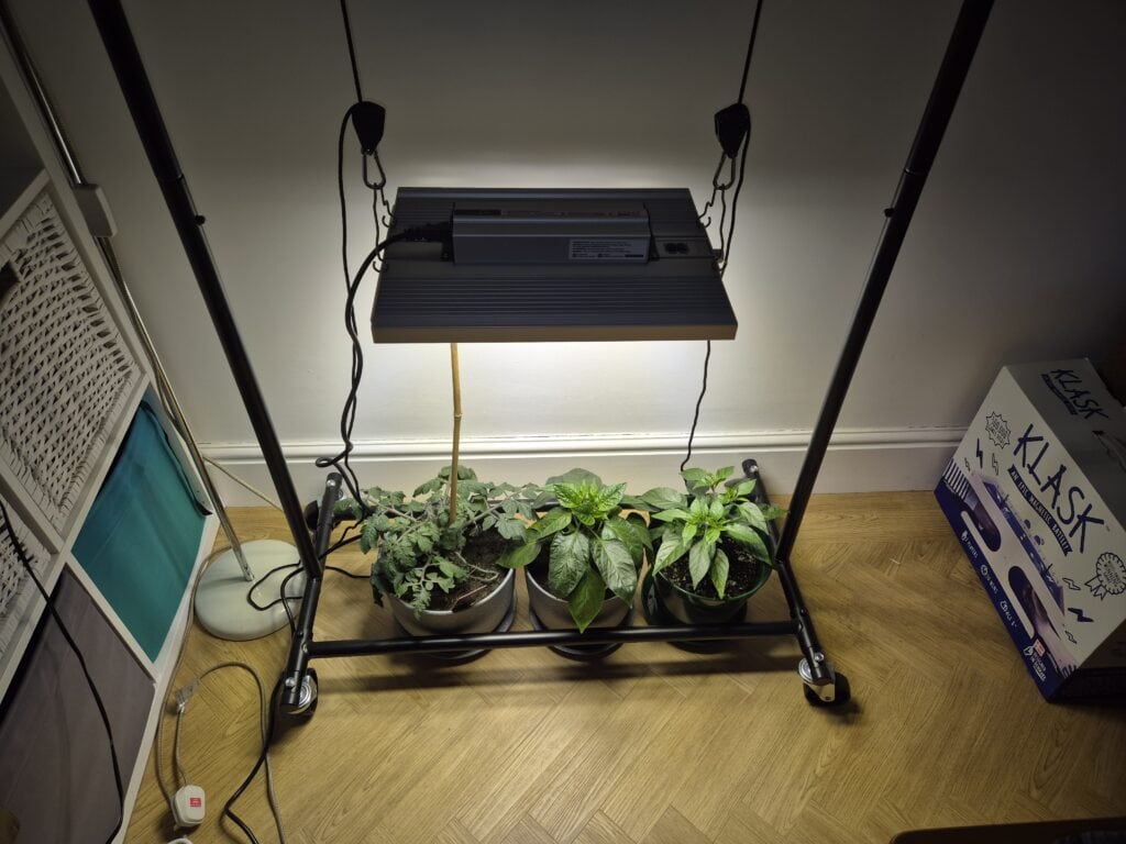 ViparSpectra grow lights (XS1500 Pro) over chillies, peppers and tomato plants in a UK indoor setup
