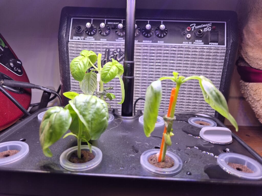Basil seedlings supported with small plastic sticks in the iDOO hydroponics growing system
