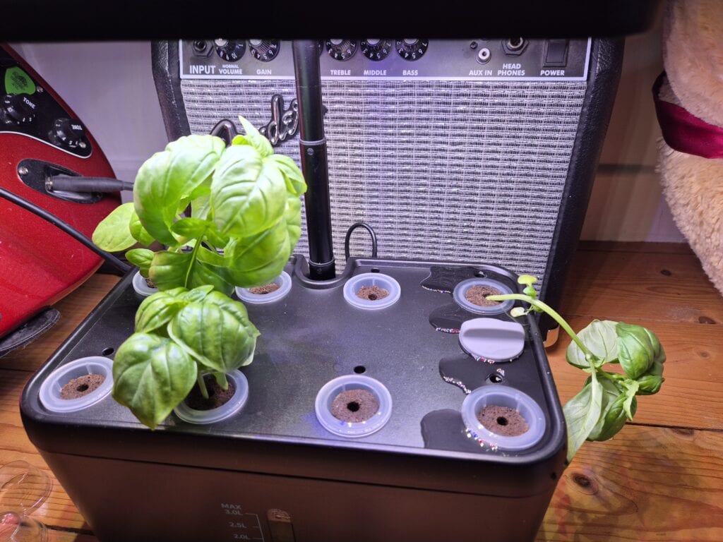 Collapsed basil seedlings in the iDOO hydroponics growing system before adding plant supports
