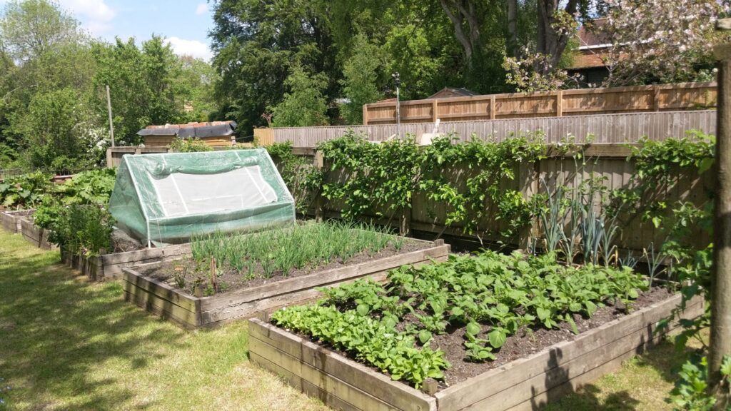 Raised vegetable beds in a UK garden showing what to plant in May, with young crops, onions and a covered growing bed