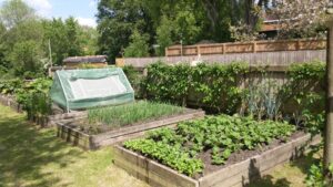 Raised vegetable beds in a UK garden showing what to plant in May, with young crops, onions and a covered growing bed